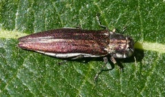 Agrilus quadriguttatus niveiventris