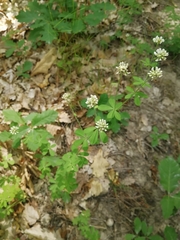 Dorycnium