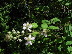 Rubus polyanthemus