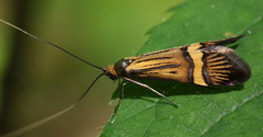 Nemophora degeerella
