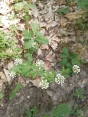 Dorycnium