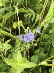 Veronica chamaedrys