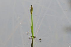 Carex chordorrhiza