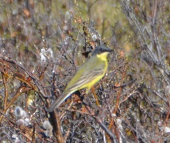 Motacilla flava thunbergi