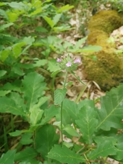 Clinopodium caucasicum
