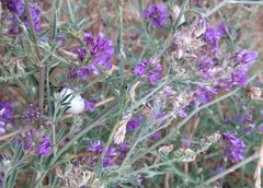 Medicago lessingii