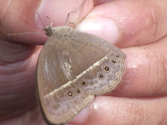 Mycalesis horsfieldi