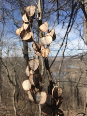 Dioscorea quaternata