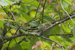 Phylloscopus reguloides