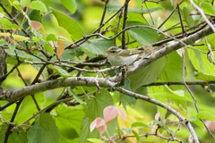 Phylloscopus reguloides