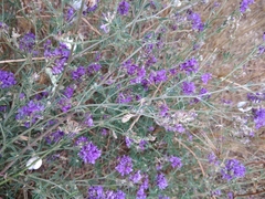 Medicago lessingii