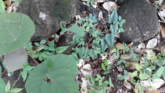 Cissus discolor