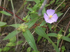 Osbeckia chinensis
