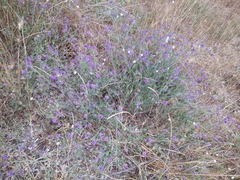 Medicago lessingii