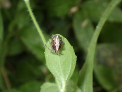 Cyclosa insulana