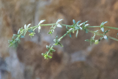 Galium nuttallii nuttallii