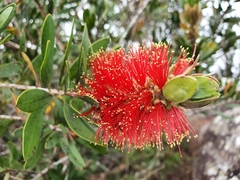 Melaleuca pyramidalis
