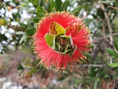 Melaleuca pyramidalis