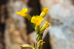 Diplacus clevelandii