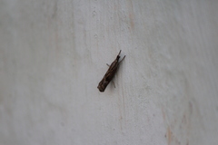 Fissicrambus quadrinotellus