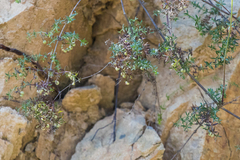 Galium nuttallii nuttallii