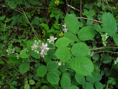 Rubus wirralensis