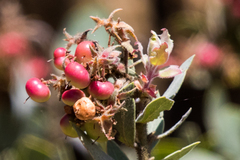 Arctostaphylos otayensis