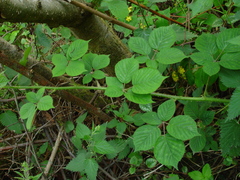 Rubus wirralensis