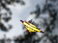 Gasteracantha diadesmia