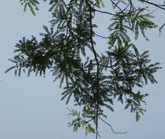 Albizia ferruginea