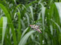 Gasteracantha diadesmia