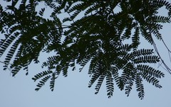 Albizia ferruginea
