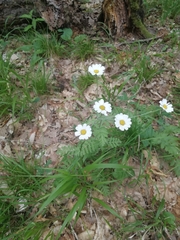 Tanacetum poteriifolium