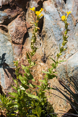 Diplacus clevelandii