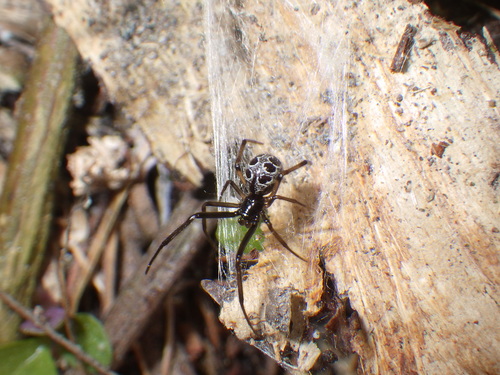 Steatoda nigrimaculata