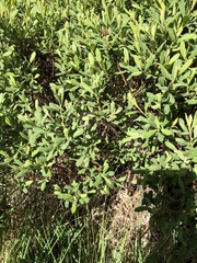 Myrica
