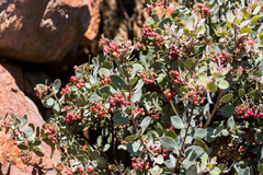 Arctostaphylos otayensis