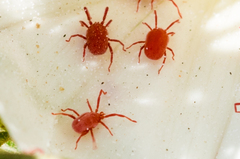 Balaustium