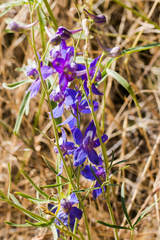 Delphinium parryi