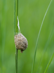Liocranidae