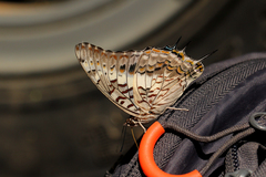 Charaxes achaemenes