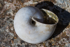 Helminthoglypta traskii isidroensis