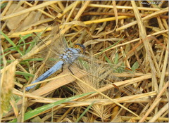 Orthetrum nitidinerve
