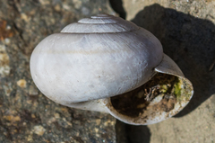 Helminthoglypta traskii isidroensis