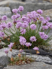 Armeria maritima maritima