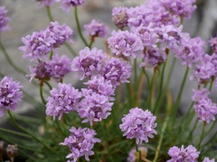 Armeria maritima maritima