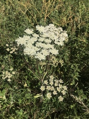 Heracleum sphondylium sphondylium