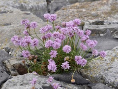 Armeria maritima maritima