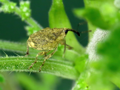 Parethelcus pollinarius