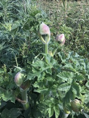 Heracleum sphondylium sphondylium
